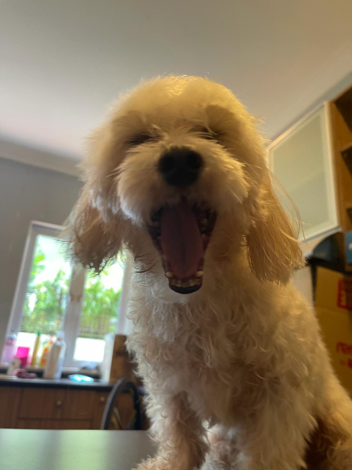 Linc — adorable moment 7